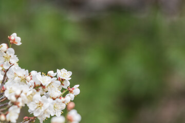 In early spring, white plum blossoms bloom. prunus mume