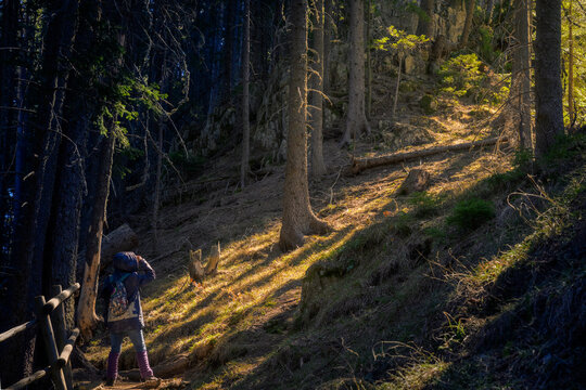 sunpath in the forest