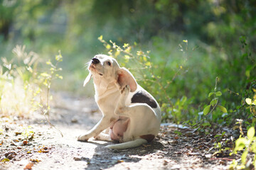 Happy White Beagle Dog Scratching Itself in a Sunlit Forest Path Outdoors