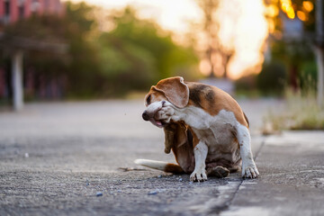 Beagle Dog Scratching Itself on Sunny Pavement During Golden Hour