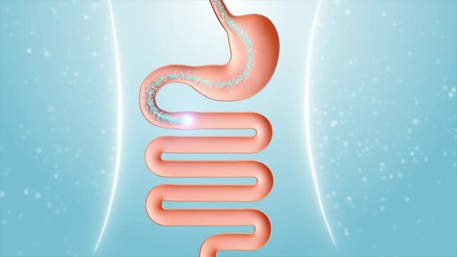 Gastrointestinal Probiotics,stomach digestion,Cure for flatulence.Intestinal tract with digestive health concept, 3d rendering.