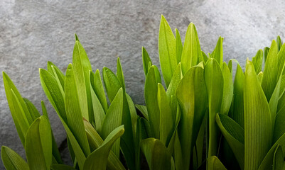 Close up of young Hemerocallis fulva plant with green leaves on grey rocky background