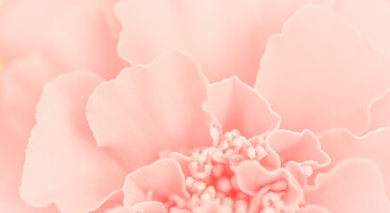 Close up beautiful pink flower petals. Floral background