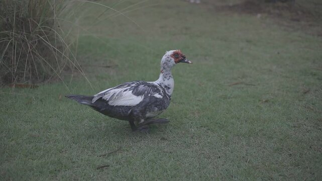 close up shot of beautiful ducks playing and eating at the park, full hd c-log 8bits