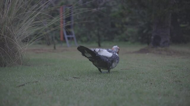 close up shot of beautiful ducks playing and eating at the park, full hd c-log 8bits