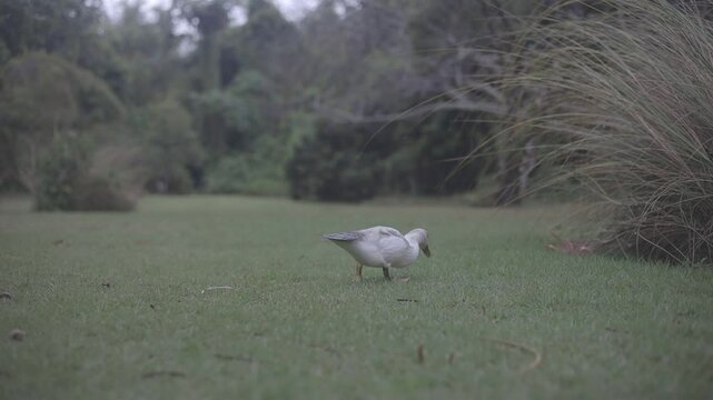 shot of beautiful ducks playing and eating at the park, full hd c-log 8bits