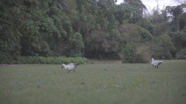 shot of beautiful ducks playing and eating at the park, full hd c-log 8bits