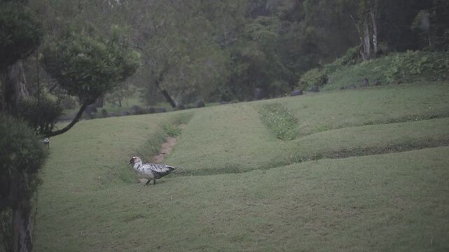 shot of beautiful ducks playing and eating at the park, full hd c-log 8bits