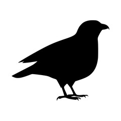 Obraz premium Silhouette Raven Bird Graphic Vector