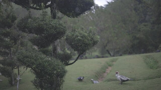 wide view of beautiful botanical garden with some ducks walking around, beautiful cloudy day, full hd c-log 8bits