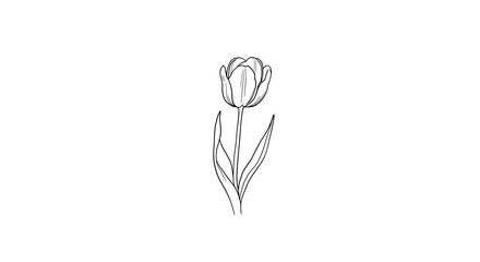 Obraz premium Tulip Line Art Illustration