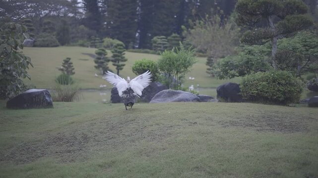 wide view of beautiful botanical garden with some ducks walking around, beautiful cloudy day, full hd c-log 8bits