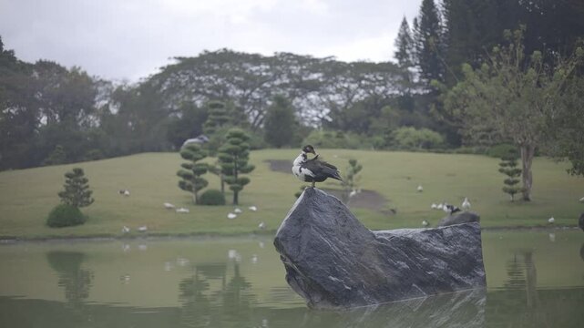 black duck on top of a stone near the lake, beautiful cloudy day, full hd c-log 8bits