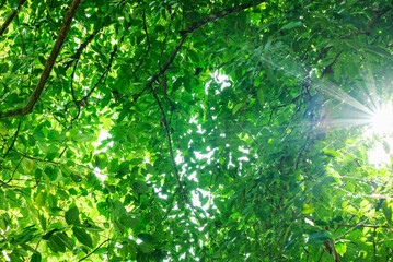 The reflection of sunlight from behind the green leaves
