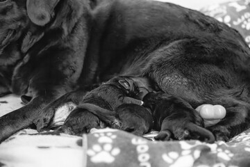 A loving Labrador mom with her playful puppies, showcasing maternal bond and affection