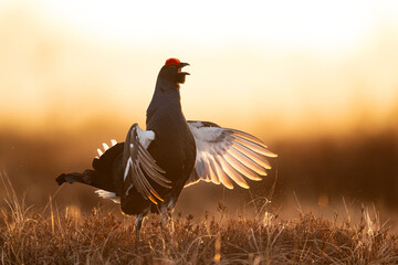 Black grouse shouting at sunrise, wings wide