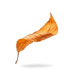 single dry orange leaf swirling isolated on white background with shadow