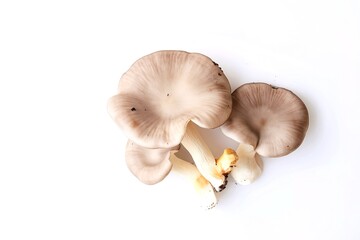 Fototapeta premium The group of grey oyster mushroom isolated on white background