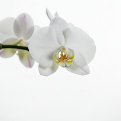 Fototapeta premium white orchid flower isolated on white background close up macro shot