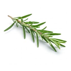 Fototapeta premium fresh green rosemary sprig isolated on white background