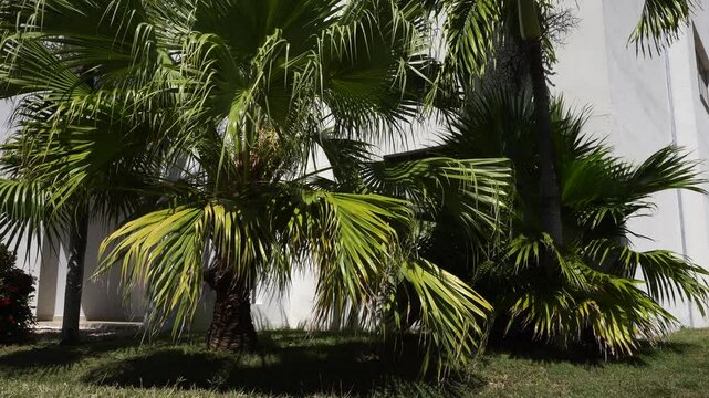 A beautifully magnificent palm tree illuminated by a blazing sun. A stunning green lawn with a building in the background.