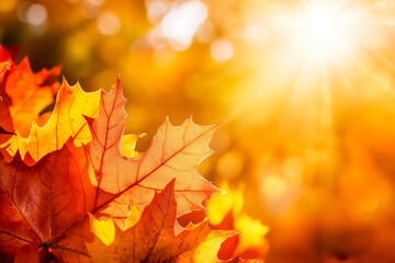 A close-up image of autumn leaves bathed in warm sunlight, capturing a golden and seasonal feel. Perfect for nature and fall-themed visuals.