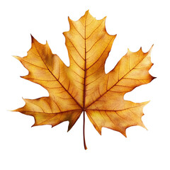 Fototapeta premium yellow Autumn maple leaf isolated on transparent background a