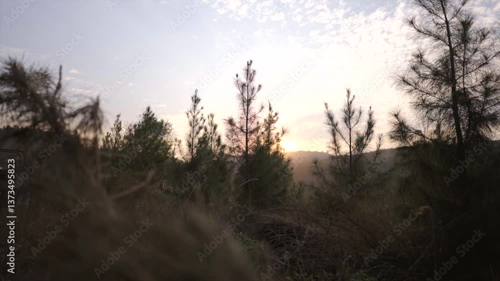 Poster Pine trees in neat rows on a hillside plantation sway gently in the soft evening light, sapling in foreground, natural backdrop background