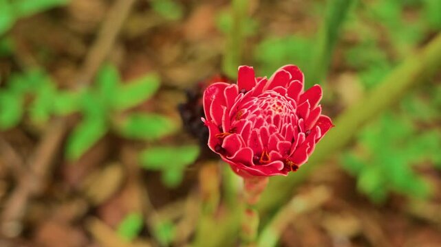 Slow motion shot of a vibrant red Torch Ginger plant blooming in the countryside