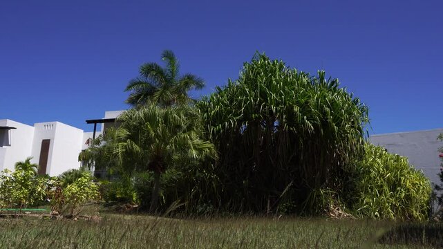 A few palm trees with tropical trees in a resort in the south. All of this under a breathtaking bluish sky with twigs swaying in the wind.