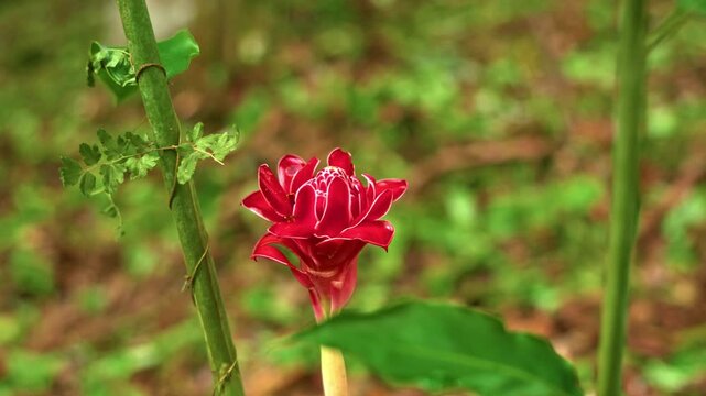 slow motion shot of a torch ginger flower blooming in a rainforest in Panama