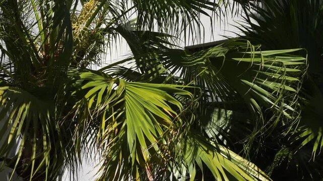 Palm leaves in a very close-up view, green and so beautiful they inspire meditation. The wind moves the foliage, adding a lovely dimension to this cinematic scene.