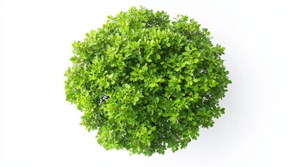 Obraz premium Circular arrangement of vibrant green leaves against a clean white background. A striking, natural composition