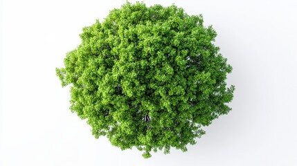 Obraz premium Vibrant green tree centered against a clean white backdrop. A striking contrast creates a simple, eye-catching composition