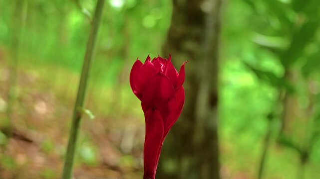slow-motion rotating shot of a vibrant torch ginger flower growing in a forest