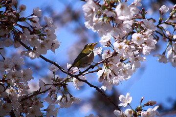 桜と野鳥（メジロ）