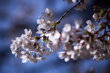 桜の花　アップ