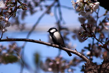桜と野鳥（シジュウカラ）