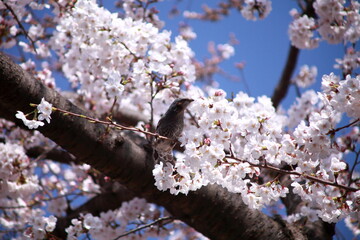 桜と野鳥（ヒヨドリ）