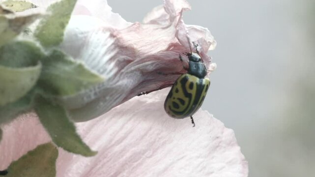 Yellow Leaf Beetle
