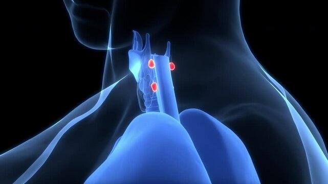 Human Body Glands Parathyroid Gland Anatomy Animation Concept