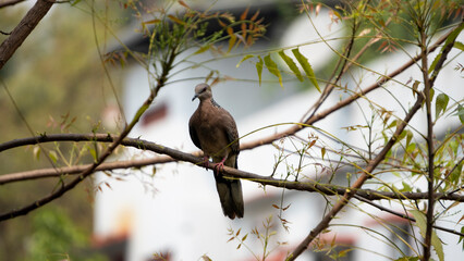 Kopou bird also known as Common Emerald Dove or Asian Emerald Dove sitting in a Neem tree 5