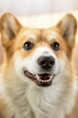 Happy and cheerful corgi dog with playful expression and delight. Perfect for pet-themed projects.