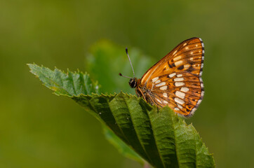 Hamearis lucina, Duke, orange butterfly on leaf with green background, selective focus.