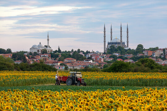 Fototapeta Selimiye Mosque exterior view in Edirne City of Turkey. Edirne was capital of Ottoman Empire.