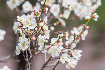 White plum blossoms and a honeybee in early spring. warm sunshine - prunus mume