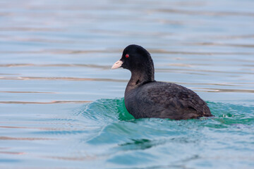 waterfowl resting in the water, Eurasian Coot, Fulica atra	