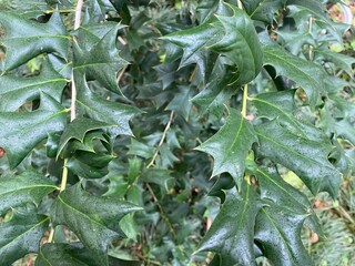 Up close, vibrant green American holly leaves showcase their unique spiky shape and fresh...
