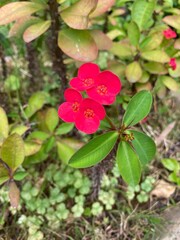 Fototapeta premium Up close, bright red crown of thorns flowers contrast with vibrant green leaves in a garden setting, showcasing nature's beauty.