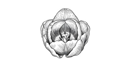 Fototapeta premium Black and White Tulip Design